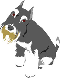 schnauzer